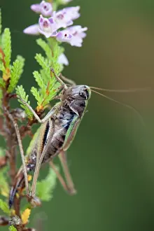 UK Wildlife Prints: Bog Bush cricket - female - heathland - Cornwall - UK