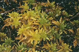 Bogs Prints: Bog Moss