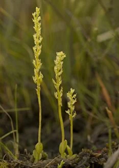 Images Dated 5th August 2005: Bog orchid, in a bog. Rare plant throughout Europe