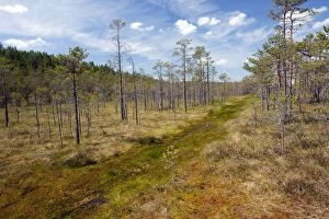 Pines Gallery: Bog surface - with invading Scots Pines