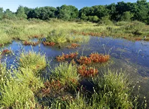 Bogs Prints: Bog - with White-beaked Sedge & Sundews. Stoborough Heath (NNR), Purbeck, Dorset, UK