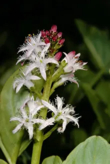 Bogs Prints: Bogbean