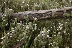 Images Dated 20th November 2008: Bogong Daisy Bush - dead branch of a Snow Gum is