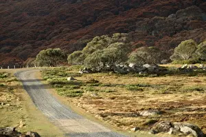 Heath Prints: Bogong High Plains JLR 53 Track to Pretty Valley