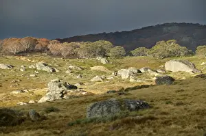 Boulders Prints: Bogong High Plains JLR 59 Near Pretty Valley - Alpine National Park