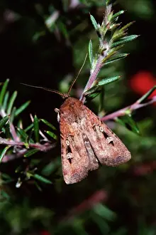 Moths Prints: Bogong Moth - Single on branchlet, during spring migration, Australia JPF03348