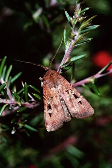 Migration Collection: Bogong Moth - Single on branchlet, during spring migration, Australia JPF03348