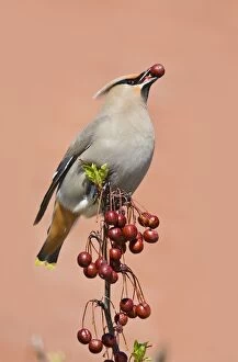 Images Dated 17th April 2008: Bohemian Waxwing - with berry in mouth