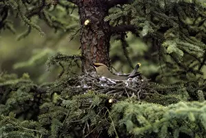 Bohemian Waxwing - European