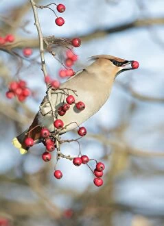 Bohemian Waxwing - hanging from a Hawthorn twig