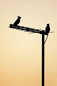 Migrant Prints: (Bohemian) Waxwing - silhouette of two birds on a house aerial - Cleveland - UK