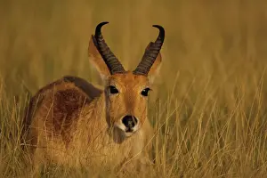 Bohor Reedbuck - male - Tanzania JFL02802