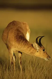 Reedbuck Prints: Bohor Reedbuck - male - Tanzania JFL02807