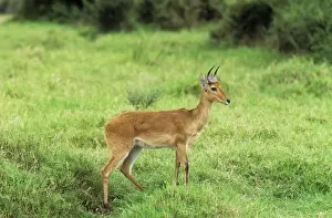 Bohor Reedbuck - ram Tanzania, Africa
