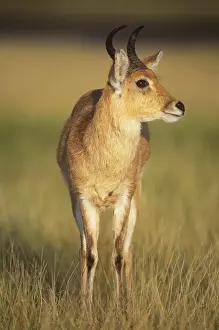 Bohor reedbuck - Tanzania