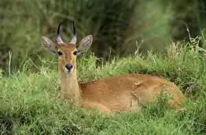 Bohor Reedbuck Tanzania, Africa