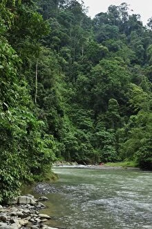 Bohorok River with lowland rainforest