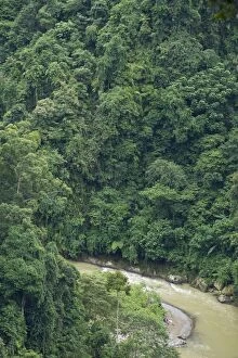 Bohorok River - Rainforest