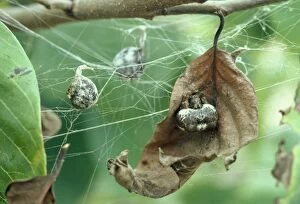 Images Dated 20th October 2010: Bola Spider - and egg sacs