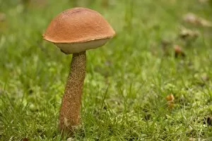 Mushrooms And Toadstools Collection: A bolete fungus