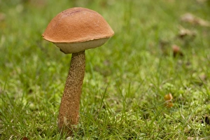 Autumnal Collection: A bolete fungus