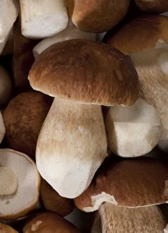 Bodies Gallery: Boletus - Cleaned fruiting bodies