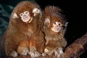 Fluffy Prints: Bolivian Grey Titi Monkey Tropical rainforests of Bolivia