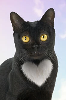 Bombay Cat with heart shaped white patch