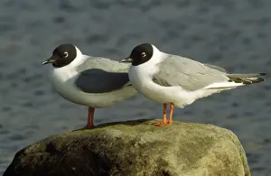 Bonaparte's Gull - pair