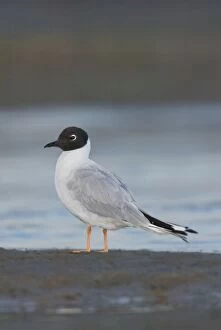 Images Dated 29th July 2003: Bonaparte's Gull - in winter. Maine