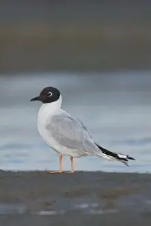 Bonaparte's Gull - in winter. Maine