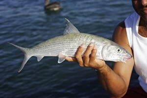 Images Dated 22nd February 2006: Bonefish - being held by fisherman