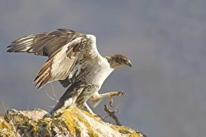 Bonellis Eagle - adult male