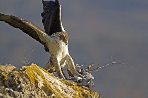 Bonellis Eagle - adult male attacking Rock Dove