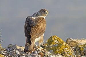 Bonelli Gallery: Bonelli's Eagle - adult male feeding on Rock Dove