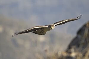 Bonelli Gallery: Bonelli's Eagle - adult male in flight