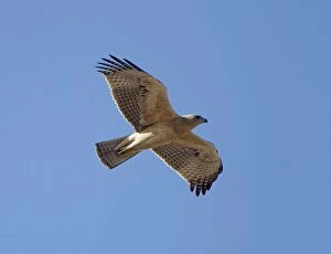 Bonelli Gallery: Bonelli's Eagle - juvenile in flight - October