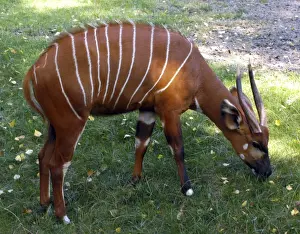Stripes Prints: Bongo Antelope - Male feeding on grass Central Africa