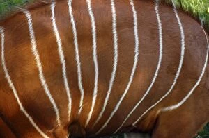 Images Dated 28th September 2005: Bongo Antelope - stripes, male