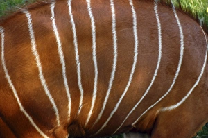 Images Dated 28th September 2005: Bongo Antelope - stripes, male