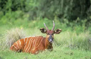 Bongo - lying down - Kenya JFL03087