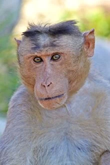 Bonnet Gallery: Bonnet Macaque adult male