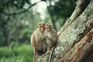 Cuddling Prints: Bonnet Macaque Monkey GKB 900 Macaca radiata © G. K. Brown / ARDEA LONDON