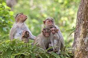 Bonnet Gallery: Bonnet Macaque mother and baby