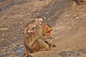 Bonnet Macaque mother with baby
