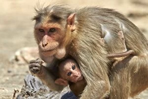 Images Dated 12th March 2015: Bonnet Macaque mother with baby