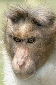 Bonnet Macaque, South India