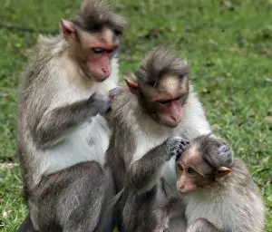 Bonnet Macaque, South India, mutual grooming