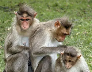 Bonnet Macaque, South India, mutual grooming