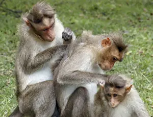 Bonnet Macaque, South India, mutual grooming